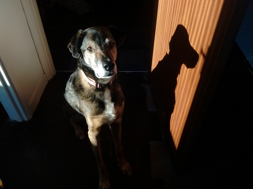 Ruth Purdy - 10 top phone camera tips
