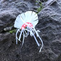 little crab