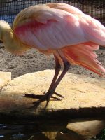 Roseate Spoonbill