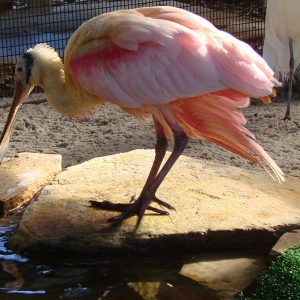 Roseate Spoonbill