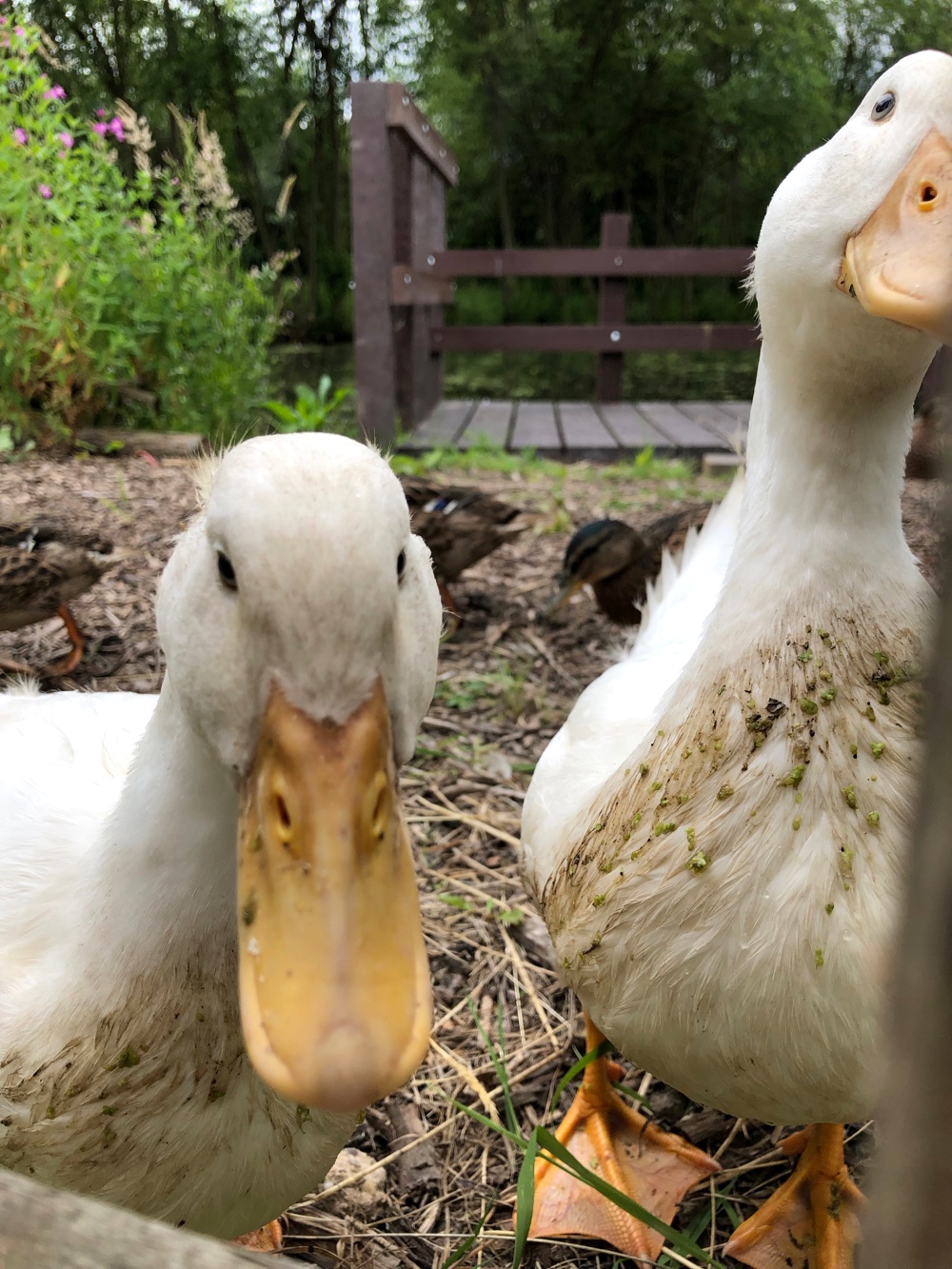 Burton Hathow Ducklings by Rachel Burch