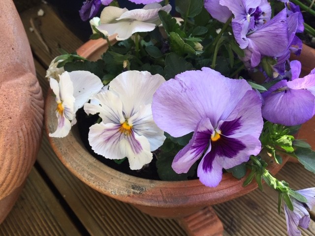 observing pansies in the garden