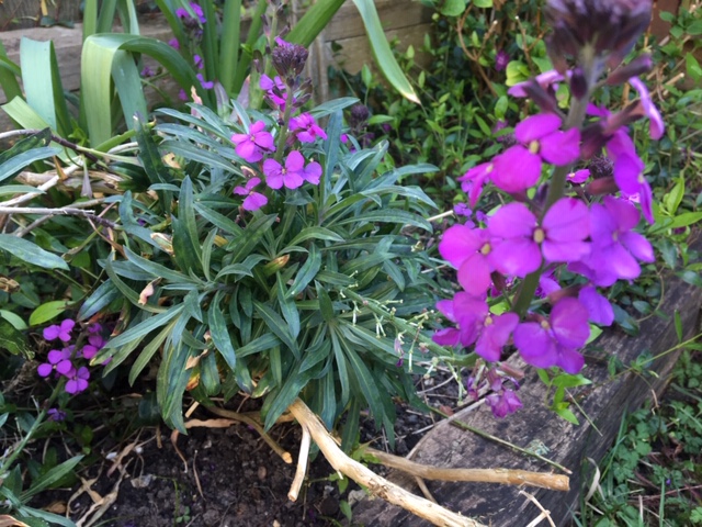 purple wall flowers in full bloom