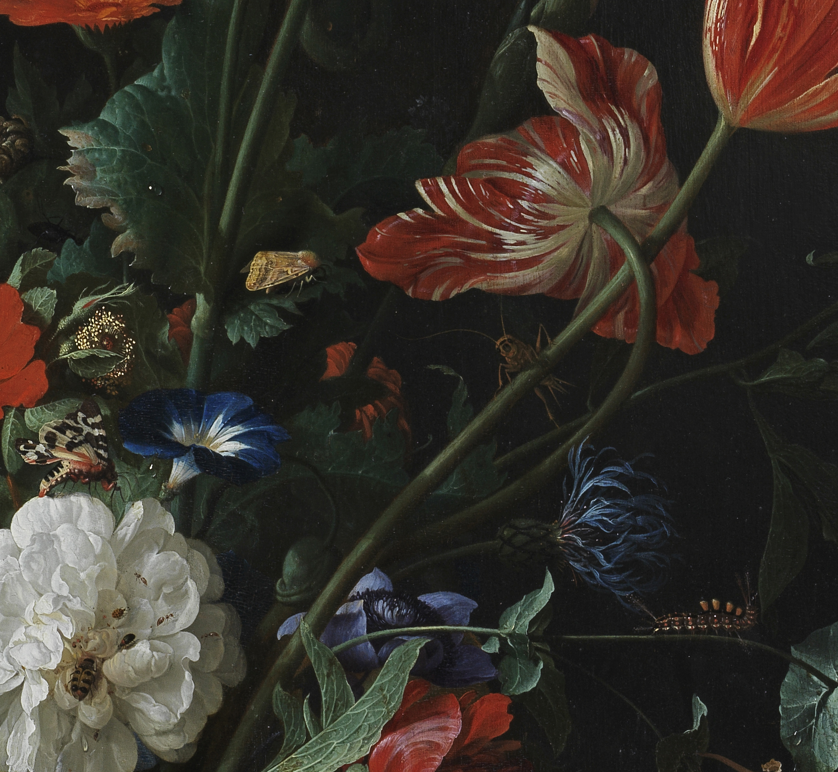 Detail from Flowers in a Glass Vase, by Jan Davidsz. de Heem (c) The Fitzwilliam Museum