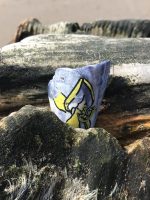 Fragment of mussel shell wedged into a groyne