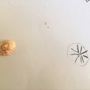 Rachel T Shells - small circular shell