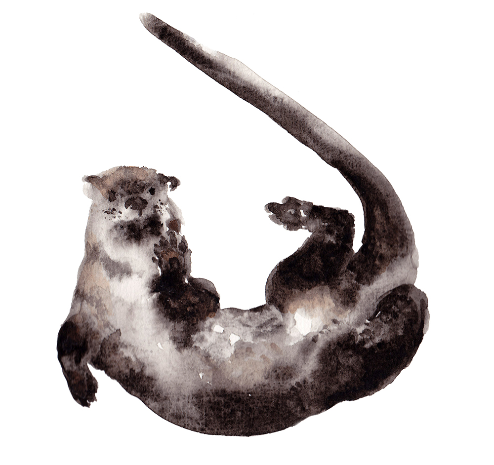 Otter by Emma Burleigh