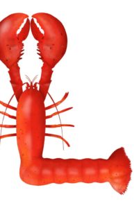 L is for Lobster by Isobel Grant