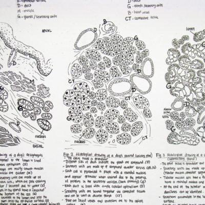 Fay shares her working process in using drawings as a means of building understanding