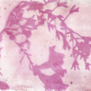 Beetroot Pickle Juice and Petunia Leaf Anthotype by Genevieve Rudd