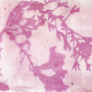 In this post Genevieve demonstrates how we can create our own Anthotype prints using natural handmade emulsions and sunlight.