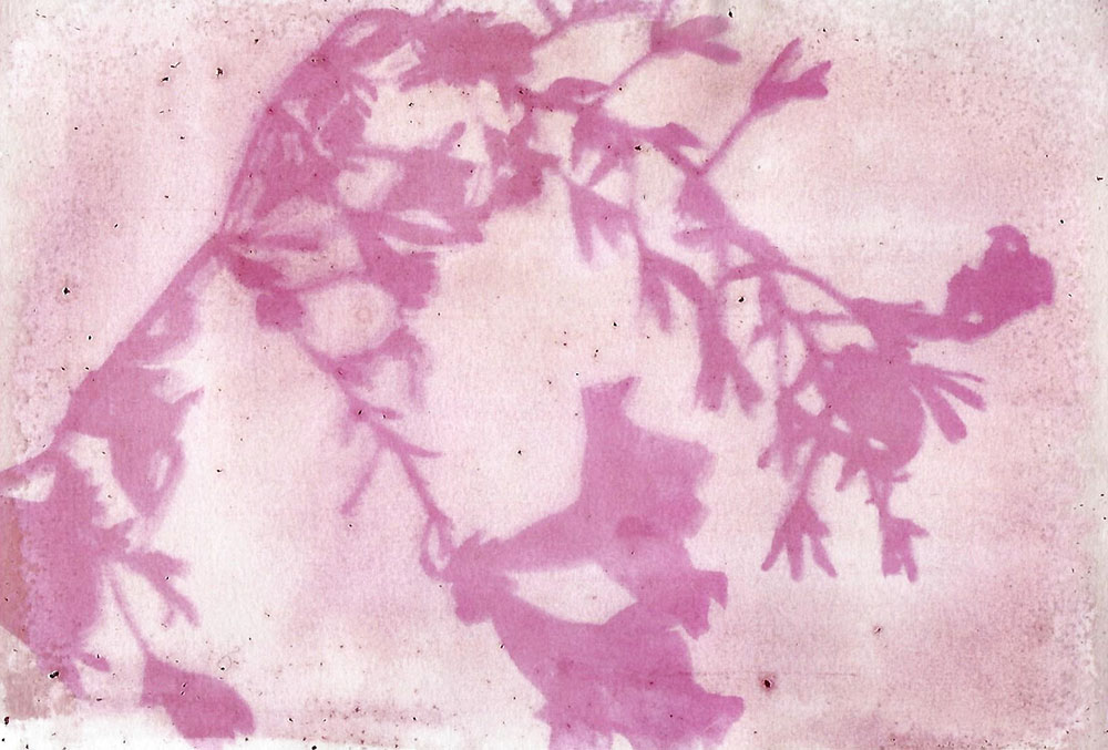 7 Day Exposure Anthotype prints made from Red Berry Tea, Turmeric, Black Tea and Red Berry Tea by Genevieve Rudd