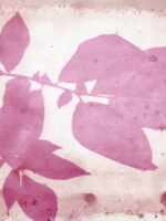 Beetroot Pickle Juice and Potato Leaf Anthotype by Genevieve Rudd