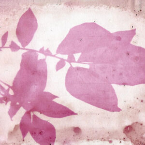 Beetroot Pickle Juice and Potato Leaf Anthotype by Genevieve Rudd