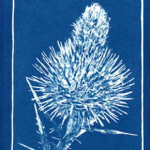 Thistle cyanotype by Maru Rojas
