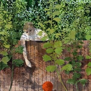 Lost Ball Illustration by Claire Harrup