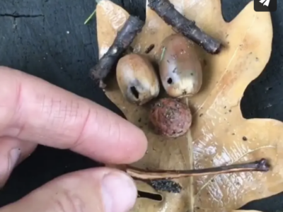 Follow in Andy Goldworthy's footsteps and rearrange little bits of nature to create a piece of natural art, leave your artistic intervention for all to enjoy!