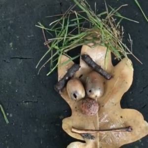 Leaf Face by Andrew Amondson
