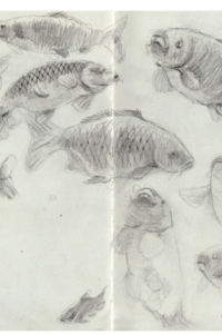 Fish Sketchbook By Scarlett Rebecca