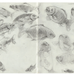 Fish Sketchbook By Scarlett Rebecca