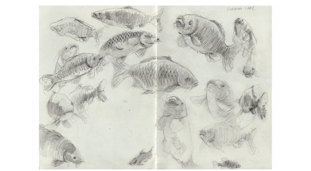 Fish Sketchbook By Scarlett Rebecca