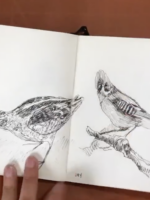 Bird Sketchbook Challenge by Scarlett Rebecca