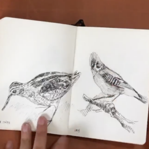 Bird Sketchbook Challenge by Scarlett Rebecca