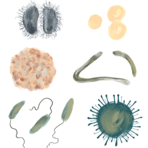 Animation Assets Exploring Immune System By Merlin Evans