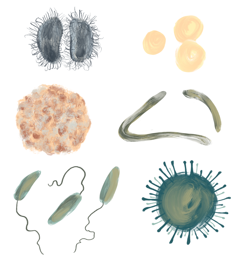 Animation Assets Exploring Immune System By Merlin Evans