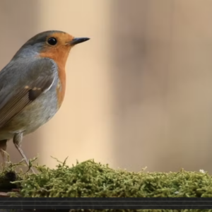 Short films exploring birds in close-up
