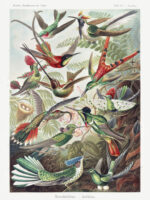 Trochilidae–Kolibris from Kunstformen der Natur (1904) by Ernst Haeckel