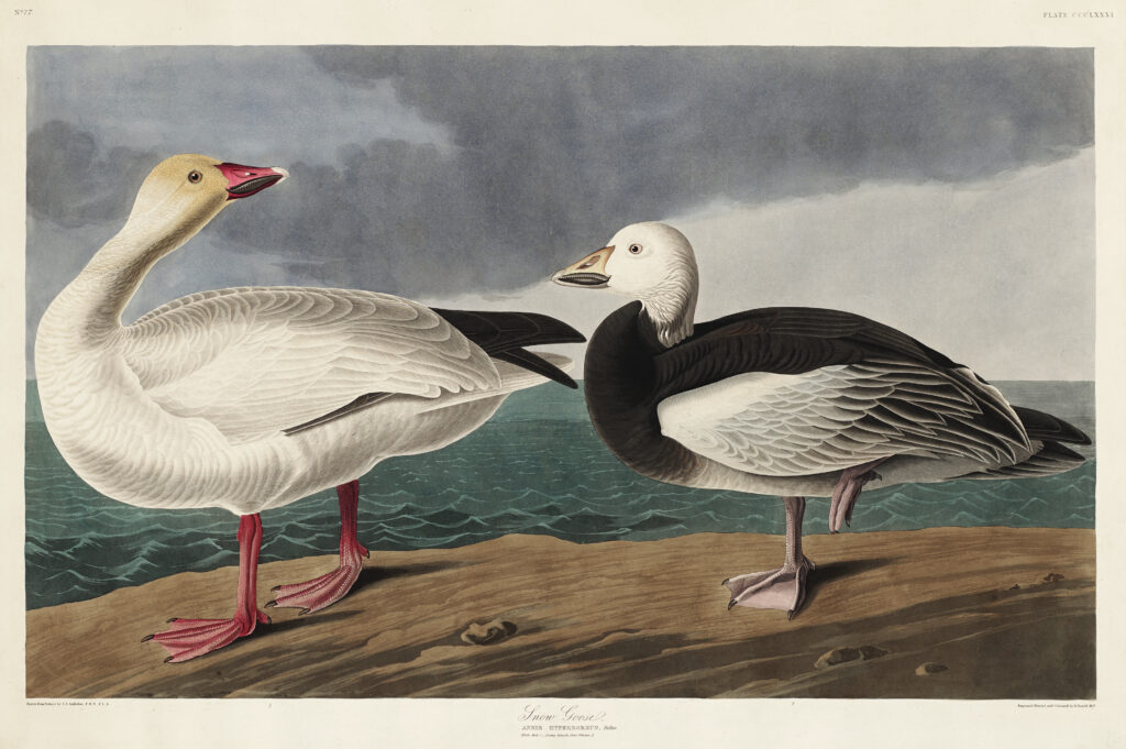 Snow Goose from Birds of America (1827) by John James Audubon