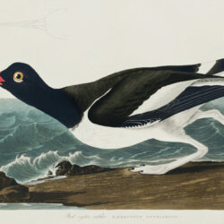 Pied oyster-catcher from Birds of America (1827) by John James Audubon