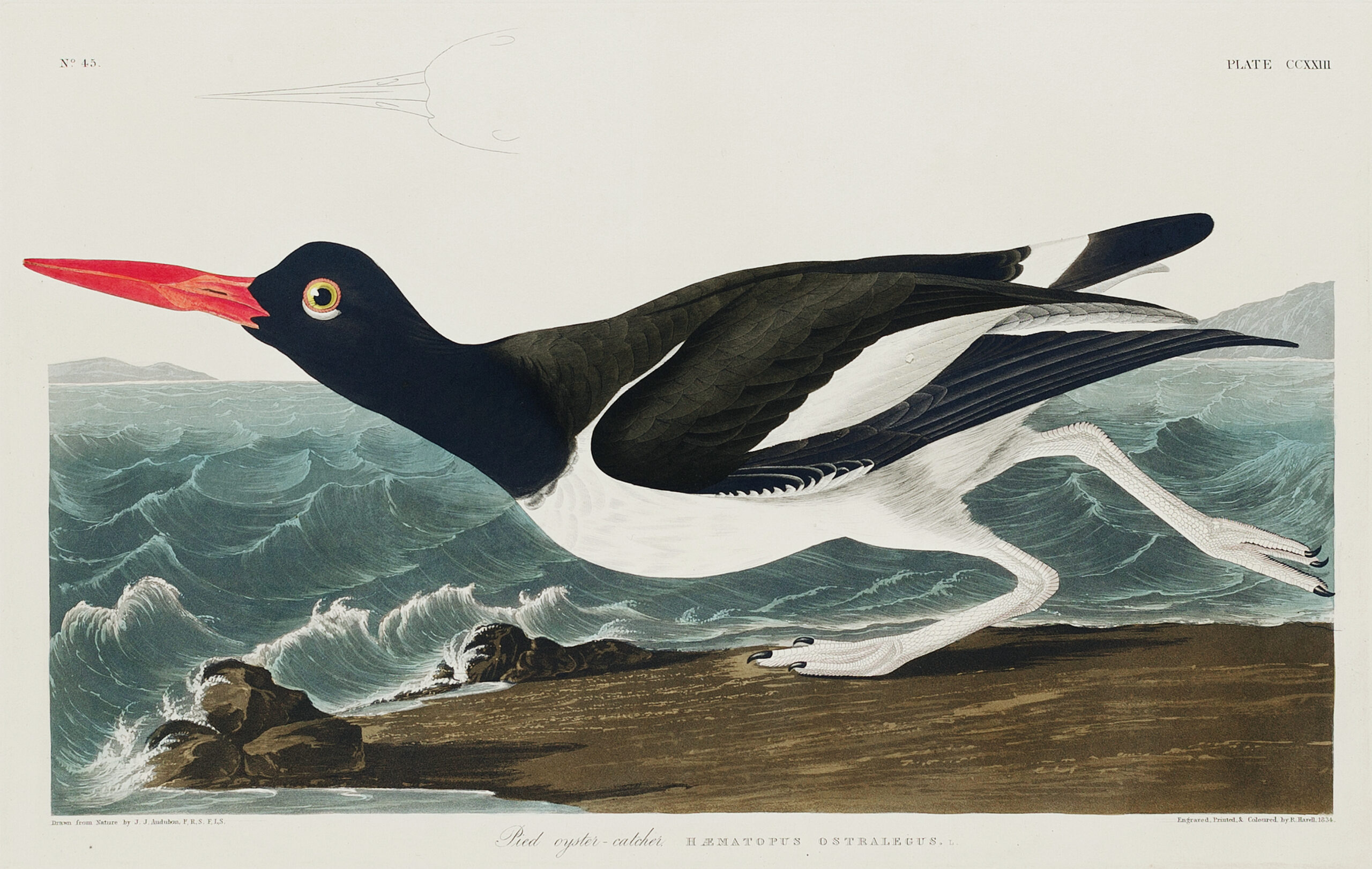 Pied oyster-catcher from Birds of America (1827) by John James Audubon