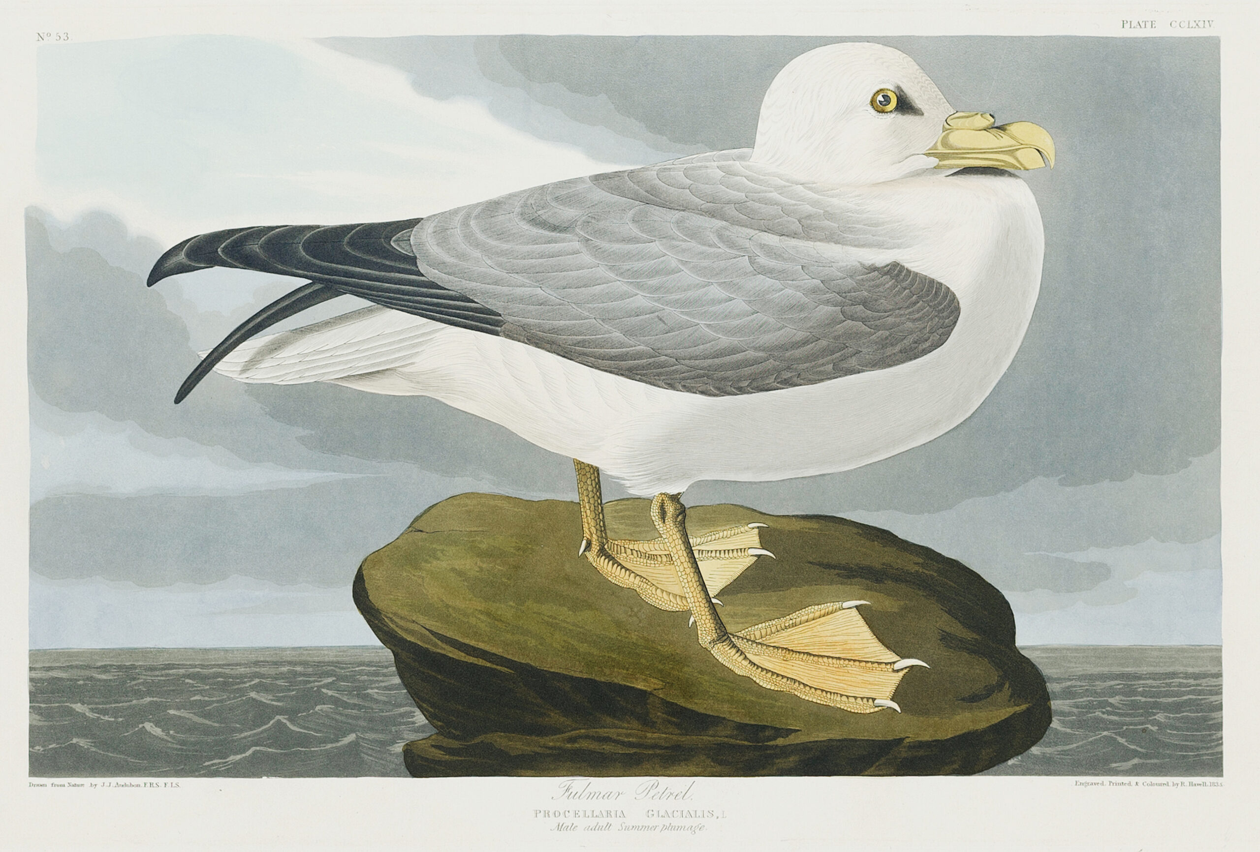 Fulmar Petrel from Birds of America (1827) by John James Audubon