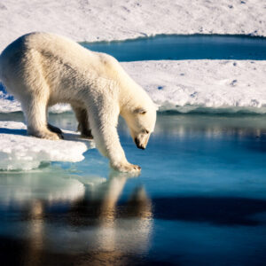 Polar bear, ice and water