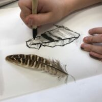 Drawing a feather