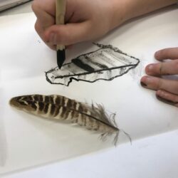 Build upon mark making work using ink to observe and draw a series of natural objects