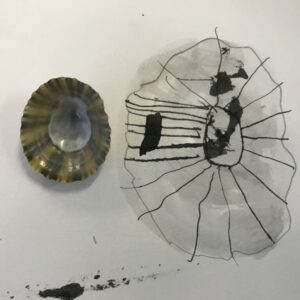 Observational drawing of a shell