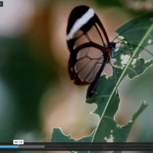 Film capturing insects 