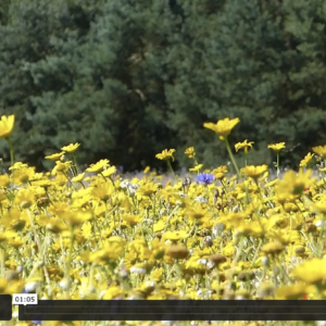 Film capturing wild flowers