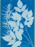 Spiraea aruncus (Tyrol) by Anna Atkins Purchase, Alfred Stieglitz Society Gifts, 2004