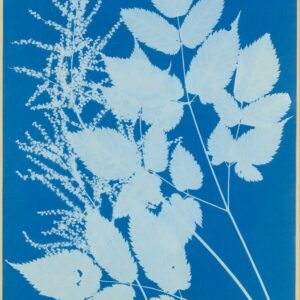 Spiraea aruncus (Tyrol) by Anna Atkins Purchase, Alfred Stieglitz Society Gifts, 2004