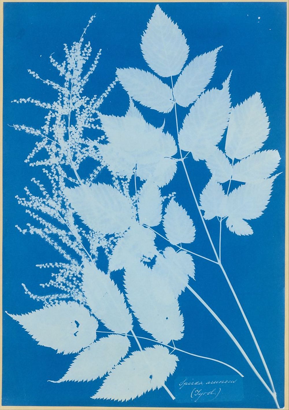 Spiraea aruncus (Tyrol) by Anna Atkins Purchase, Alfred Stieglitz Society Gifts, 2004 Spiraea aruncus (Tyrol) by Anna Atkins Purchase, Alfred Stieglitz Society Gifts, 2004