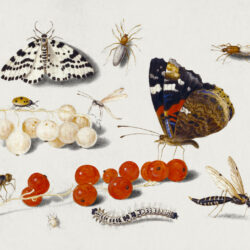 Butterfly, Caterpillar, Moth, Insects, and Currants (1650–1655) painting in high resolution by Jan van Kessel. Original from The Getty. Digitally enhanced by rawpixel.