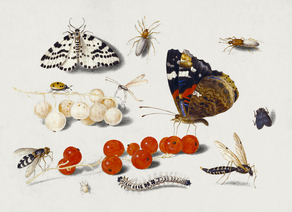 Butterfly, Caterpillar, Moth, Insects, and Currants (1650–1655) painting in high resolution by Jan van Kessel. Original from The Getty. Digitally enhanced by rawpixel.