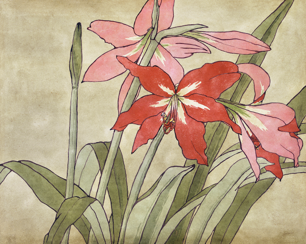Amaryllis (1915) by Hannah Borger Overbeck. Original from The Los Angeles County Museum of Art. Digitally enhanced by rawpixel.