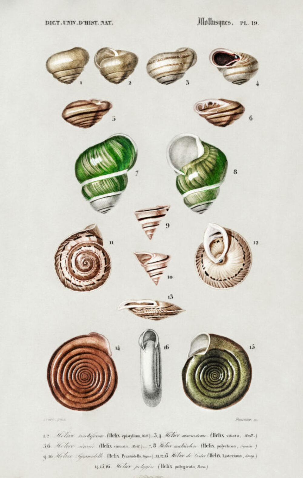 Different types of mollusks illustrated by Charles Dessalines D' Orbigny (1806-1876). Digitally enhanced from our own 1892 edition of Dictionnaire Universel D'histoire Naturelle.