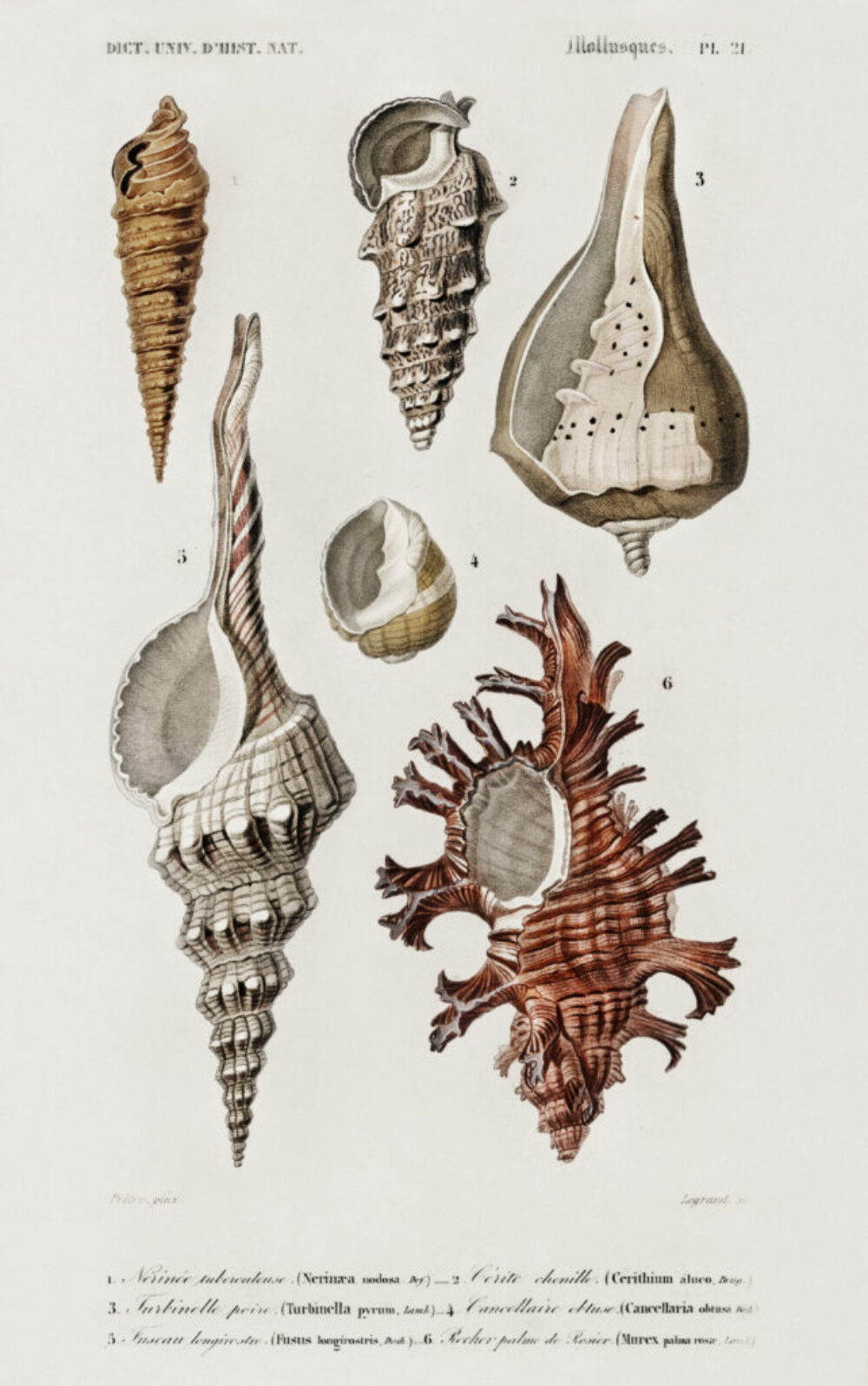 Different types of mollusks illustrated by Charles Dessalines D' Orbigny (1806-1876). Digitally enhanced from our own 1892 edition of Dictionnaire Universel D'histoire Naturelle.