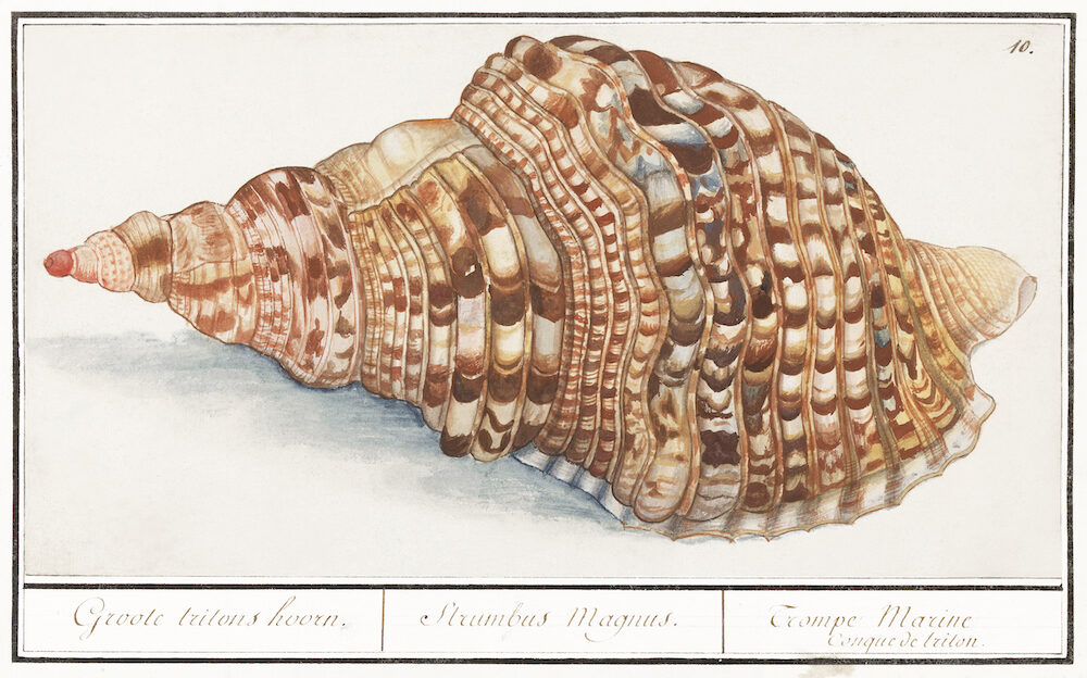 Common Triton Horns, Charonia tritonis (1596–1610) by Anselmus Boëtius de Boodt. Original from the Rijksmuseum. Digitally enhanced by rawpixel.